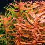 Yellow Ludwigia Live Aquarium Plant