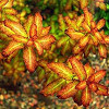 Ludwigia Senegalensis Live Aquarium Plant