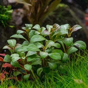 Ludiwigia Atlantis Dark Orange Live Aquarium Plant