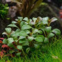 Ludiwigia Atlantis Dark Orange Live Aquarium Plant