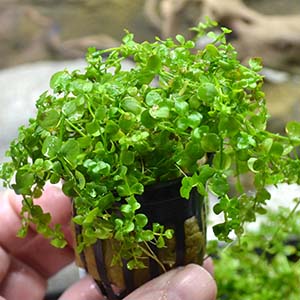 Monte Carlo Live Aquarium Plant