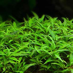 Porto Velho Live Aquarium Plant