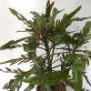 Staurogyne Sp. Bihar Live Aquarium Plant