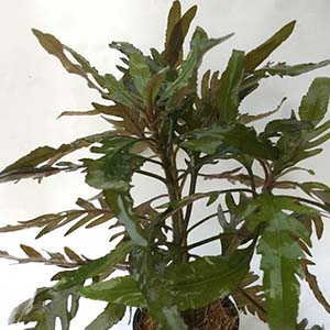 Staurogyne Sp. Bihar Live Aquarium Plant