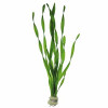 Twisted Valisneria Mini Live Aquarium Plant