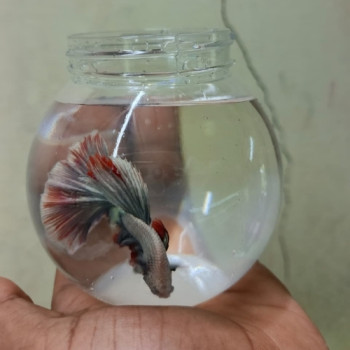 Betta Fish & Bowl Combo- 4inch 