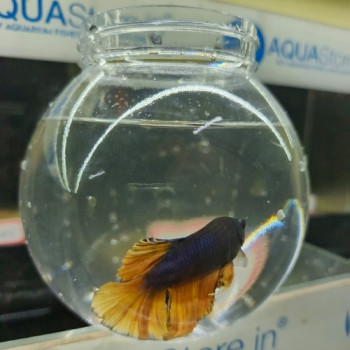 Betta Fish & Bowl Combo- 4inch 