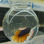 Betta Fish & Bowl Combo- 4inch 
