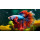 Fishes
