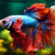 Fishes