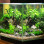What are the exotic live aquarium plants ?