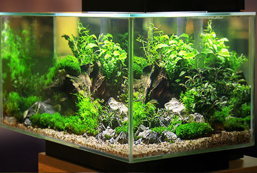 What are the exotic live aquarium plants ?