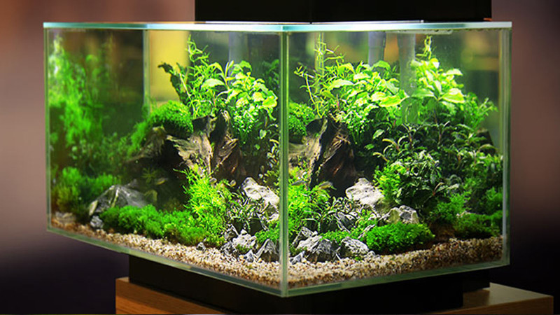 What are the exotic live aquarium plants ?