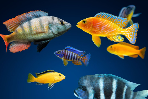 Why the aquarium fishes are expensive buying from online?