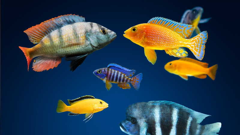 Why the aquarium fishes are expensive buying from online?
