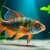 Exotic Fishes