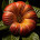 Exotic Plants