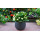 Live Plants