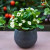 Live Plants
