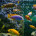 Tropical Fish