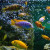 Tropical Fish