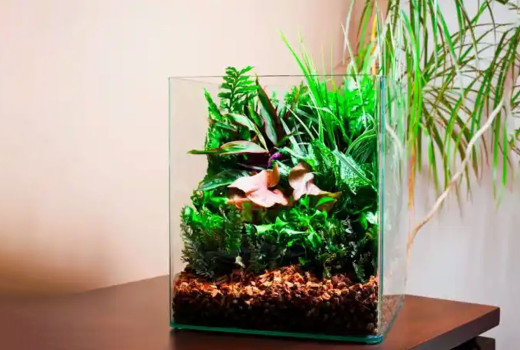 How to send aquarium plants to outside India?