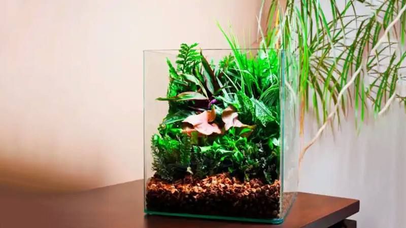 How to send aquarium plants to outside India?