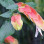 How to Care for Ornamental Shrimps: A Complete Guide to Keeping Your Shrimps Healthy and Happy