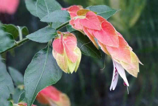 How to Care for Ornamental Shrimps: A Complete Guide to Keeping Your Shrimps Healthy and Happy