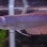 Silver Arowana Care 101: Everything You Need to Know