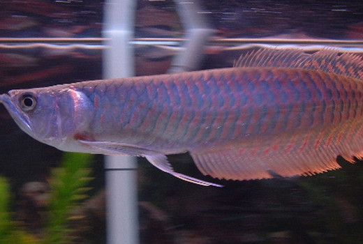 Silver Arowana Care 101: Everything You Need to Know