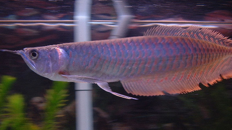Silver Arowana Care 101: Everything You Need to Know